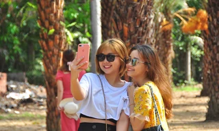 Giới trẻ thích thú vẻ đẹp vườn chà là sum suê trái ở miền Tây