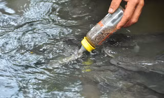 Độc đáo đàn cá lóc... bú bình sữa ở miền Tây