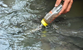 Độc đáo đàn cá lóc... bú bình sữa ở miền Tây