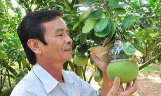 Trái cây tạo hình khan hiếm hàng phục vụ thị trường Tết