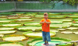 Lá sen 'độc nhất vô nhị' ở Việt Nam, người đứng lên không chìm