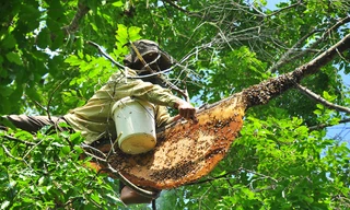 Ớn lạnh cảnh thợ trèo lên cây cao chót vót lấy mật ong ở miền Tây