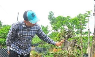 'Choáng ngợp' vườn bonsai 'khủng' ở Đồng Tháp