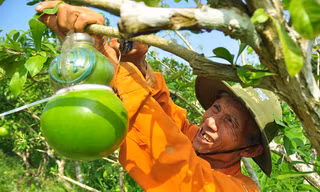 Mê mẩn với vườn đào tiên thư pháp của lão nông miền Tây