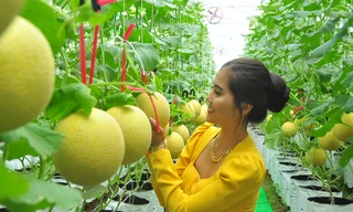 Vườn dưa lưới của chàng thạc sĩ nông nghiệp thu hút đông bạn trẻ check-in dịp Tết