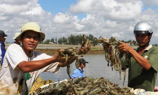 Nuôi tôm chân trắng: Nhảy vọt đi kèm nguy cơ