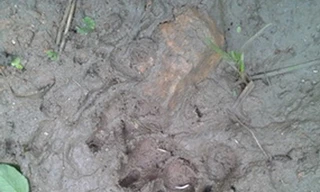 Nghi ngờ 'vết chân hổ' ở Yên Bái