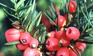 Đau đáu 'thần dược' chữa ung thư thương hiệu Việt