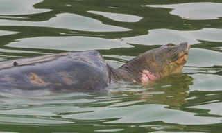 Chốt phương pháp cứu 'cụ Rùa' vào 25-2