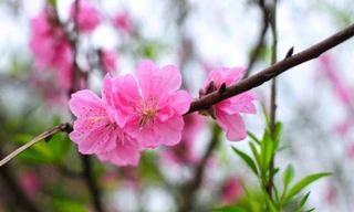 Tết Âm lịch 2020 người lao động được nghỉ 7 ngày liên tục.