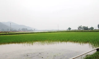 Người dân hoang mang sau cơn mưa 'lạ'