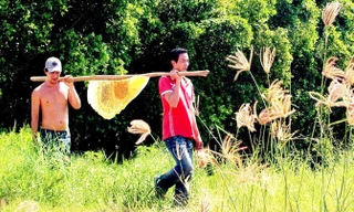 Nghề gác kèo ong thu hoạch mất ong tự nhiên của người dân U Minh Hạ.