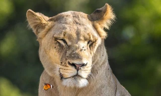 Con bướm bay ngay trước mặt con sư tử cái.
