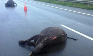 Hai con trâu bị tông chết trên đường cao tốc.