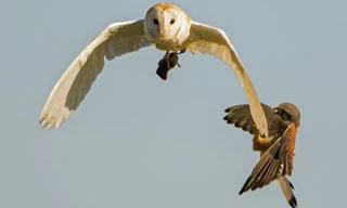 Cuộc đột kích táo bạo đã được nhiếp ảnh gia nghiệp dư Chris Skipper chụp lại.