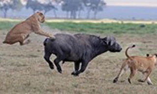 Mãnh hổ hạ gục trâu rừng trong nháy mắt