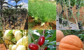 6 loại rau quả độc, lạ xứ Đà Lạt