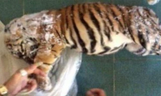 Một con hổ đông lạnh.