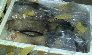 Phát hiện 600kg chân, đuôi trâu bò đang phân hủy trên xe khách