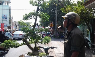 Những mảnh đời hoa dạo khi xuân về