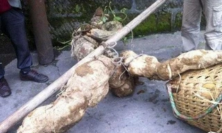 Sốc với củ sắn dây khổng lồ, hình thù như người