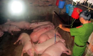 Bắt quả tang cơ sở bơm nước, thuốc an thần vào lợn thịt