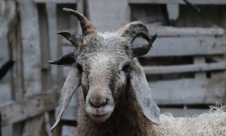 Sốc với cừu 'quái vật' 5 sừng ở Trung Quốc