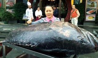 Con cá mú khổng lồ bị ngư dân Trung Quốc bắt được. 