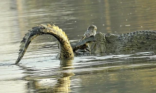 Mục kích cá sấu huyết chiến giành quyền bá vương