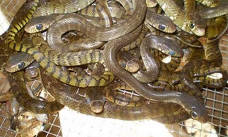 Ông Mishra cùng với người dân địa phương đã cùng nhau “đuổi rắn” suốt đêm.