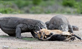 Hãi hùng cảnh rồng Komodo khổng lồ hạ sát dê núi