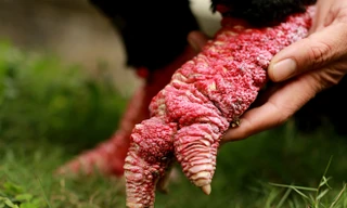 Cận cảnh nhà vô địch thi gà Đông Tảo với đôi chân 'vảy rồng'