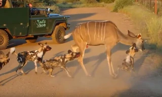 Tàn khốc cảnh chó hoang xẻ thịt linh dương trên đường