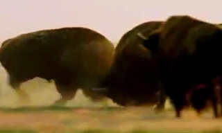 Bò rừng 'khủng' húc bay đối thủ để giành bạn tình