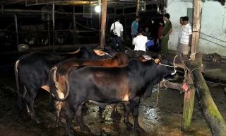 Bò bị bơm nước.