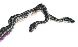 Con trăn 2 đầu có tên “Twin Destroyers” vừa được chào đời.