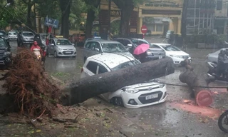 Tài xế may mắn thoát chết khi cây đổ sập lên đầu xe