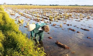 Ống bẫy lươn đặt vào buổi tối, sáng thì đi thu về.