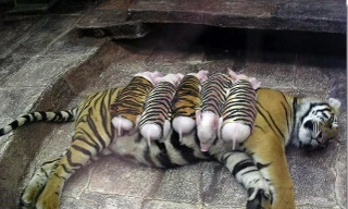 Lạ kỳ cảnh hổ vằn chăm bẵm cả đàn lợn con