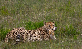 Thỏ mơ màng mất mạng dưới nanh vuốt báo đốm