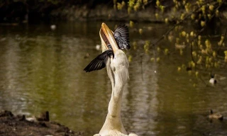 Bồ nông cả giận nuốt gọn bồ câu dám cướp cá