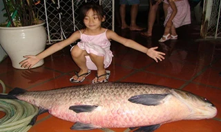 Một chú trắm đen khá lớn do câu được ở Hồ Tây. (Ảnh sưu tầm).