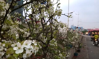 Lê rừng bạc triệu nở trắng chợ hoa Hà Nội