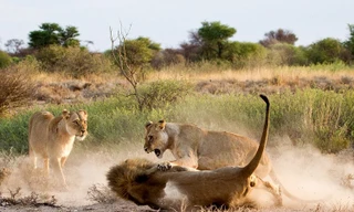 Nổi cơn cuồng ghen, sư tử cái tấn công bạn tình tới tấp