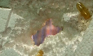 Dầu cá Omega 3 có nguồn gốc Trung Quốc đã bào mòn hoàn toàn miếng xốp.