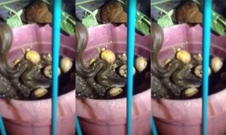 Gà mẹ đại chiến rắn hoang để cứu trứng trong ổ