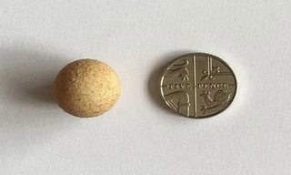 Quả trứng gà có kích thước bé hơn đồng xu. Ảnh: SWNS.