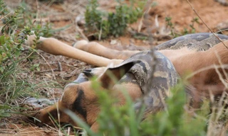 Trăn đá châu Phi siết chết linh dương con tội nghiệp.