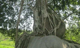 Cây sanh quý hàng ngàn năm tuổi ở bản Kẻ Mui.