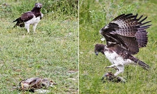 Đại bàng mưu mô cướp ngỗng khỏi trăn 'khủng' 